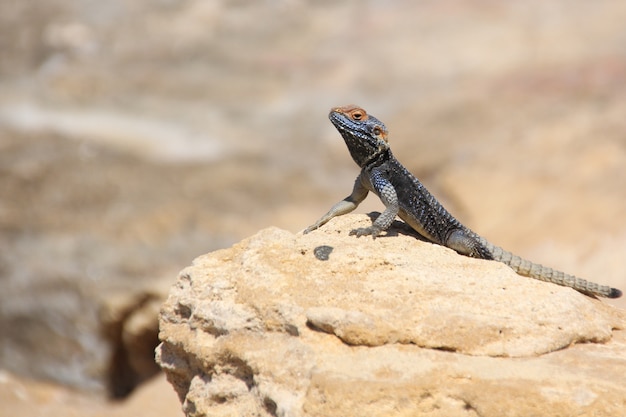 Photo le lézard a rampé hors de sa cachette dans le sable