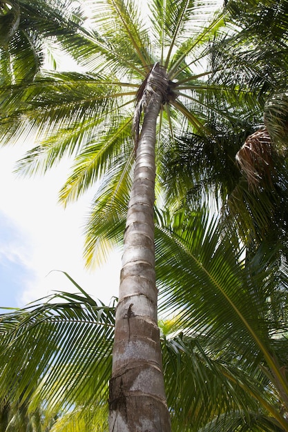 Un lézard rampe sur un palmier