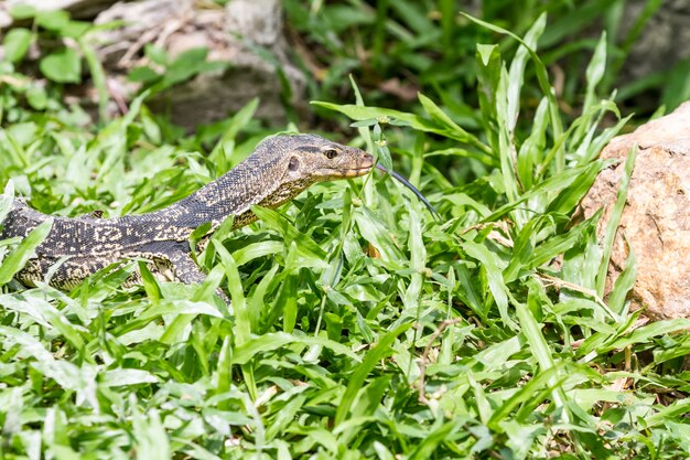 Photo un lézard à la recherche