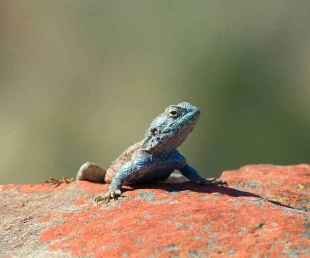 Le lézard de roche du sud Agama atra