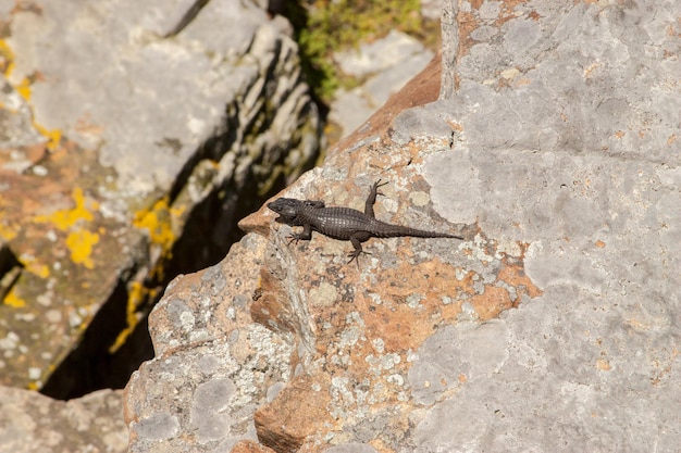 Photo lézard sur le rocher en afrique cape town