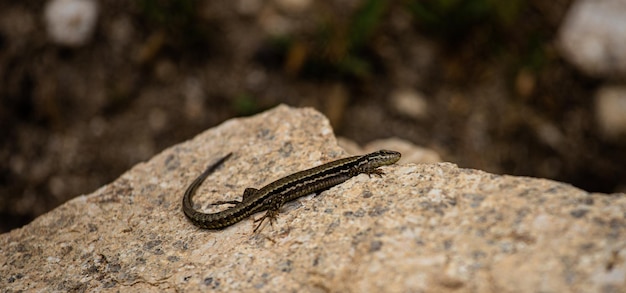 Un lézard sur un rocher avec un arrière-plan flou