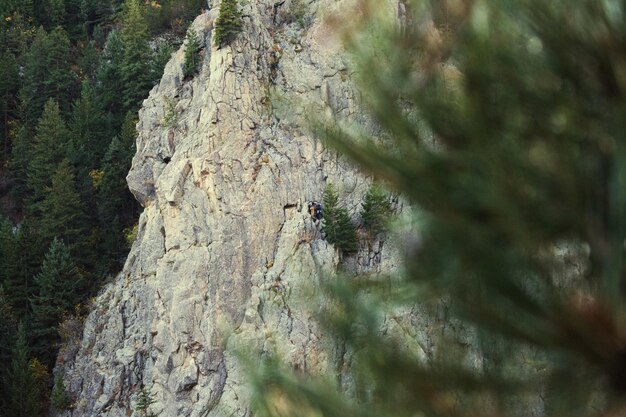 Photo le lézard sur le rocher contre les arbres