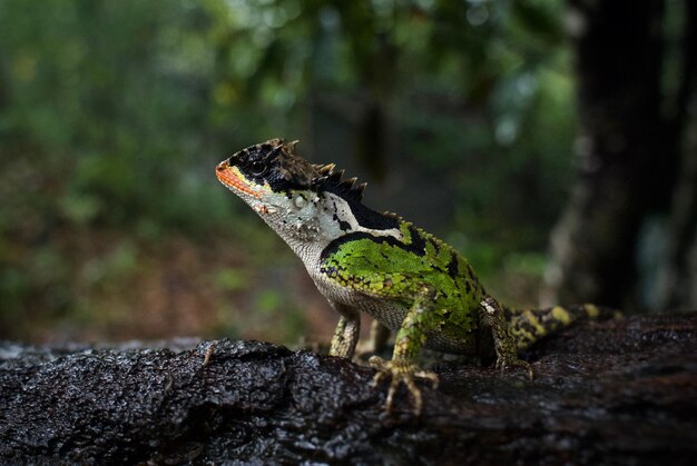 Photo un lézard sur un rocher dans la forêt