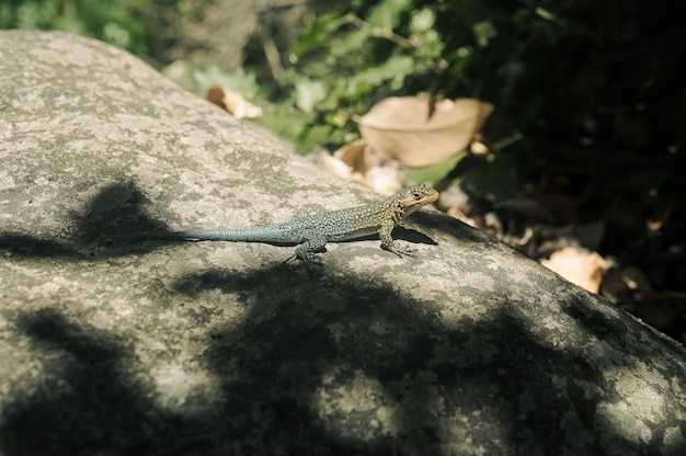 Un lézard sur un rocher dans la forêt