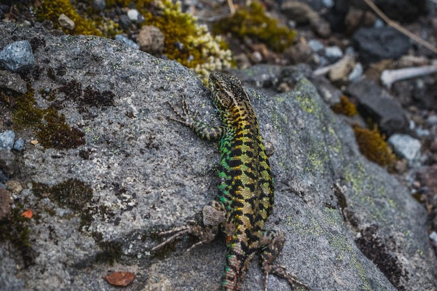 Un lézard sur un rocher avec le mot lézard dessus