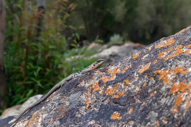 Un lézard sur un rocher avec de la mousse dessus