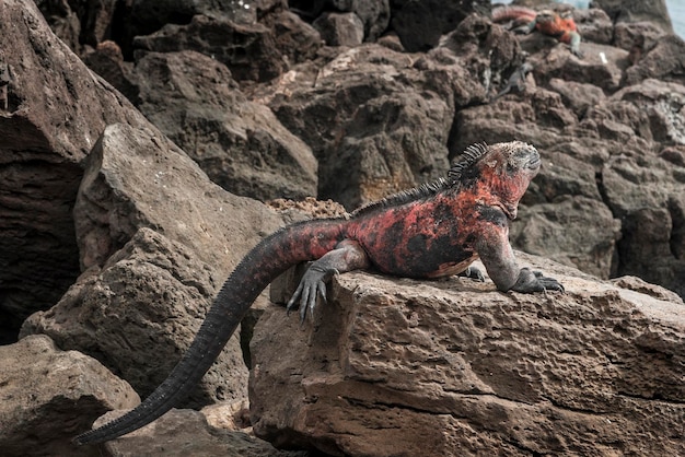 Photo le lézard sur le rocher