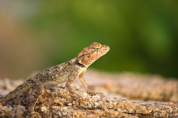 Lézard des rochers