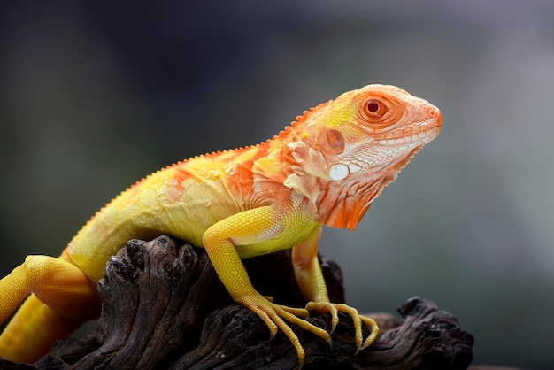 Un lézard rouge et jaune à tête rouge est assis sur une souche d'arbre