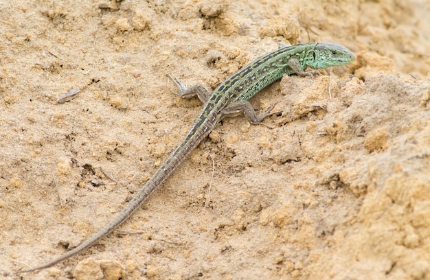 Photo lézard de sable lacerta agilis reptile au soleil sur un tas de sable