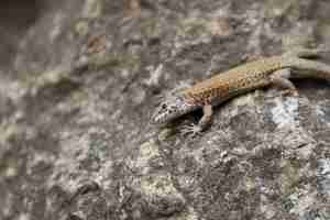 Photo un lézard sauvage sur une pierre