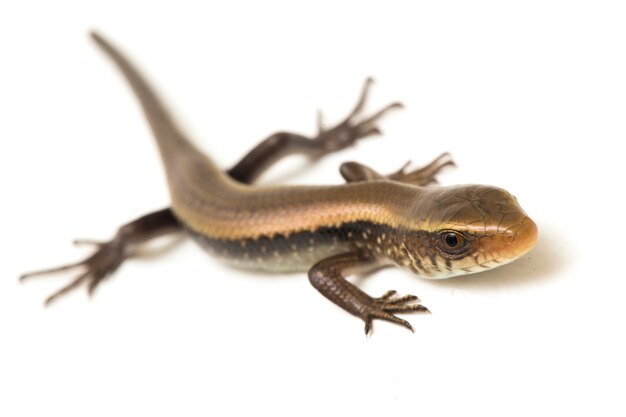 Lézard scinque commun isolé sur blanc