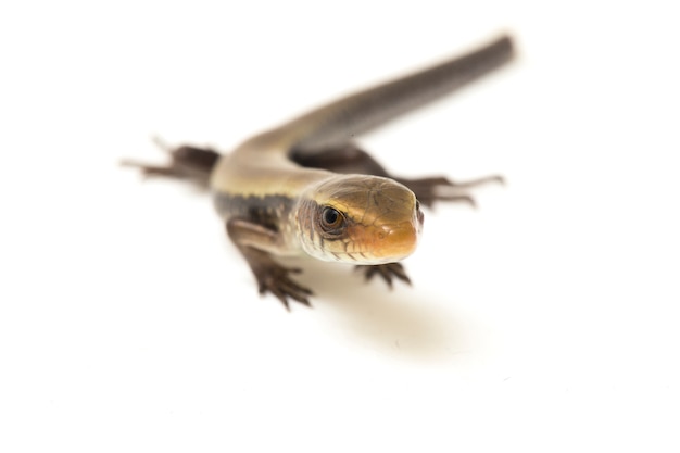 Lézard scinque commun isolé sur blanc