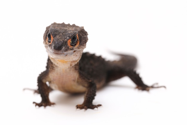 Lézard scinque crocodile aux yeux rouges sur espace blanc