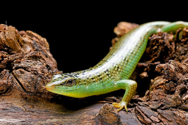 Lézard scinque vert sur une branche d'arbre