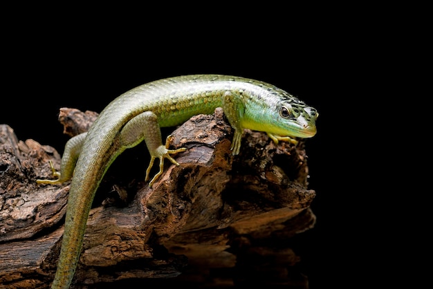 Lézard scinque vert sur une branche d'arbre