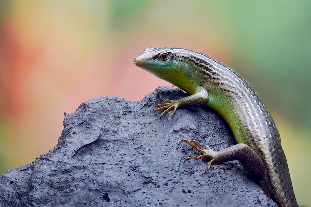 Lézard scinque vert sur une branche d'arbre