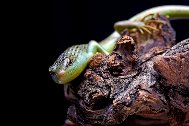 Lézard scinque vert sur une branche d'arbre