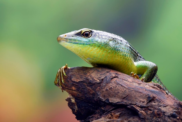 Lézard scinque vert sur une feuille morte