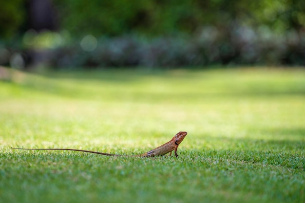 Lézard se promenant dans l'herbe verte en Thaïlande close up Concept animal et nature