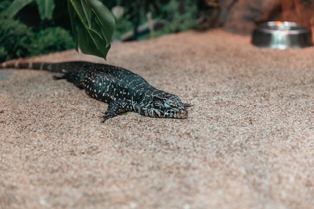 Lézard tagu doré dans un grand terrarium