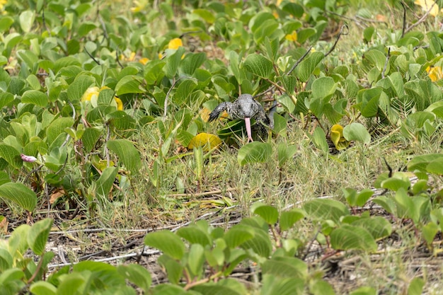 Lézard TeiÃƒÂº seul dans l'herbe dans la ville de Rio de Janeiro, Brésil. Tupinambis appartenant à la famille des Teiidae. Généralement appelé tégus. Trouvé principalement en Amérique du Sud.