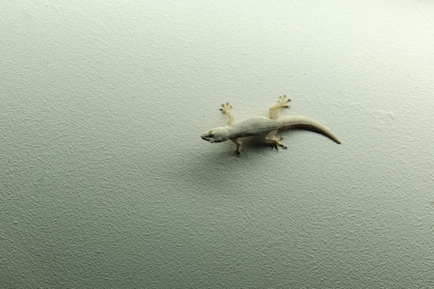 Lézard tenir sur le mur à la maison