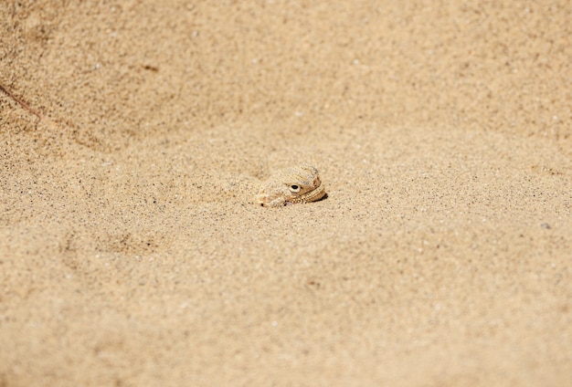 Lézard à tête ronde du désert calme enfoui dans le sable. Dune de Sarykoum. Daghestan. Fermer.