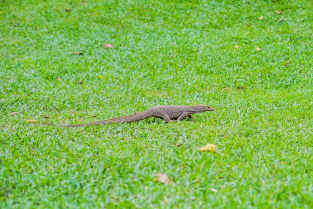 Lézard Varanus au premier plan sur l'herbe