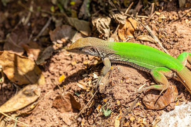 Lézard vert (Ameiva ameiva) bronzer..