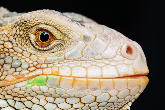 Lézard vert animal lézard avec arrière-plan flou