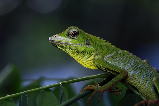 Lézard vert sur branche Lézard vert prenant un bain de soleil sur branche Lézard vert grimper sur bois Lézard Jubata