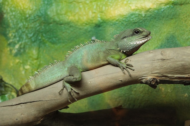 Lézard vert sur une branchex9xA