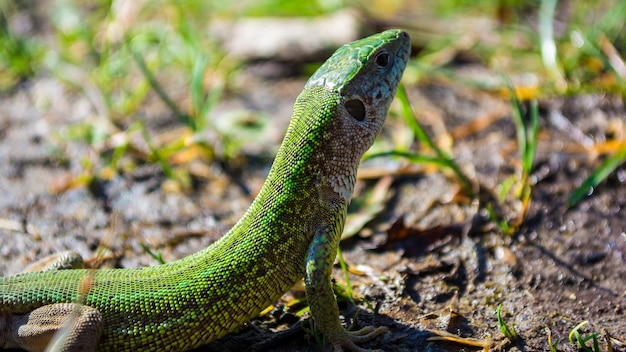 Photo lézard vert européen lacerta viridis se faire bronzer.