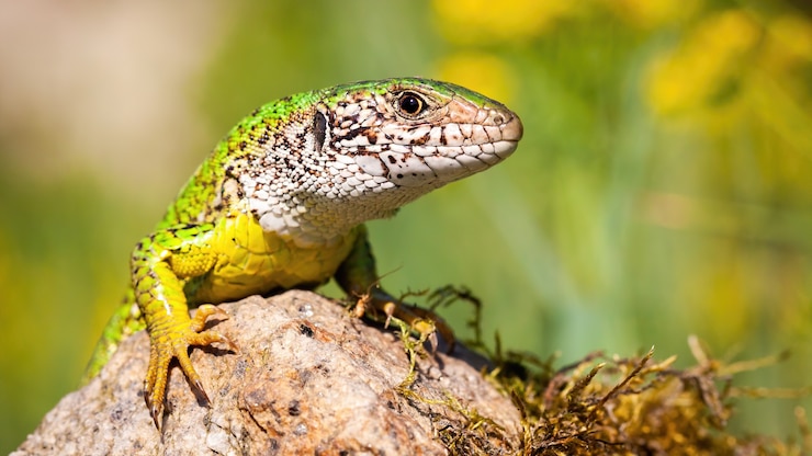 Photo lézard vert européen se prélassant sur le rocher en été.