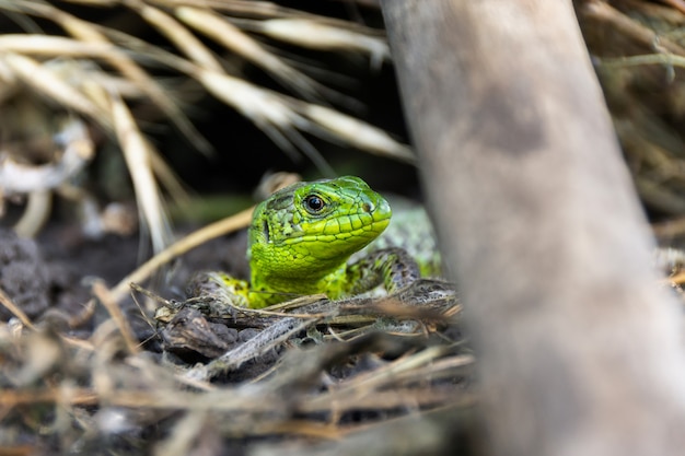 Lézard vert sur l'herbe