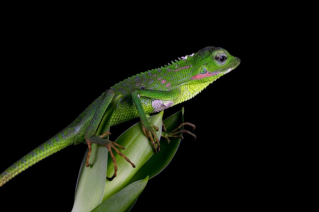 Lézard vert prenant un bain de soleil sur une branche