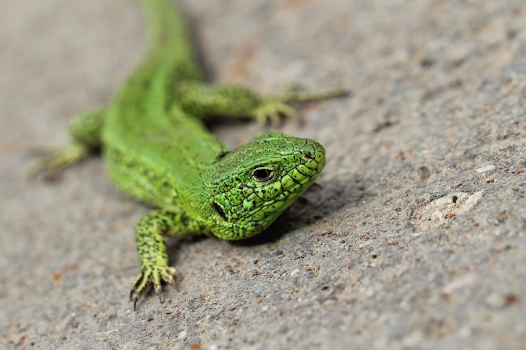Photo lézard vert