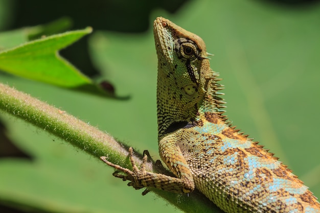 Lézard à visage noir, lézard sur un arbre