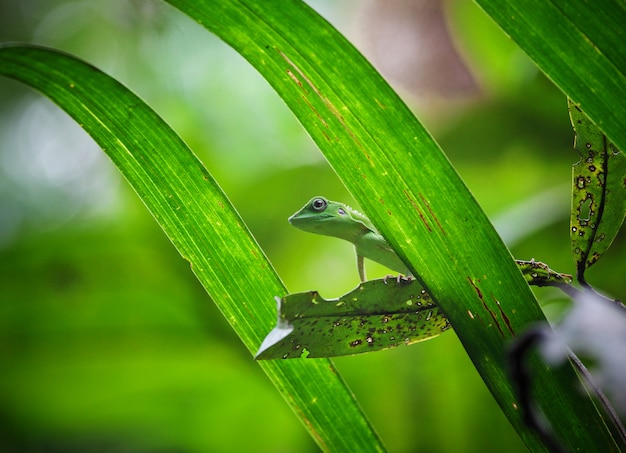 Lézard