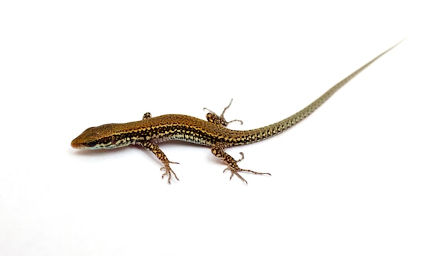 Lézard