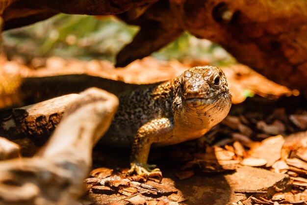 Photo lézard