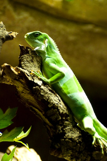 Lézard