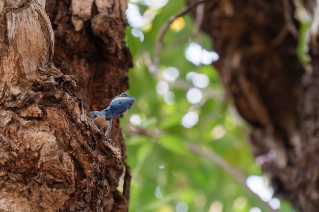 Lézards colorés sur une branche du parc.