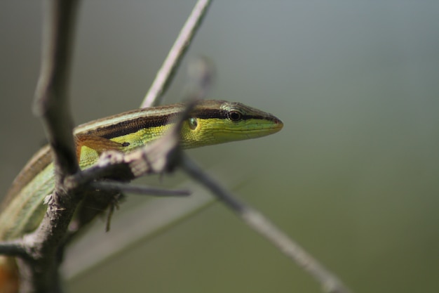 Photo lézards du soleil sur des brindilles