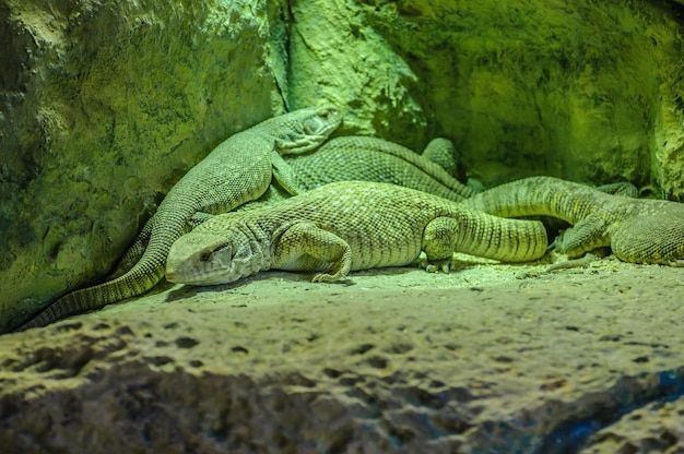 Lézards gris argentés à Loro Parque Tenerife Canaries