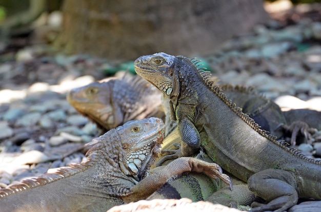 Lézards iguanes sur les rochers dans la forêt tropicale.