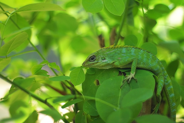 Les lézards de jardin sont originaires d'Asie du Sud, du sud de la Chine continentale, d'Asie du Sud-Est et d'Ambon