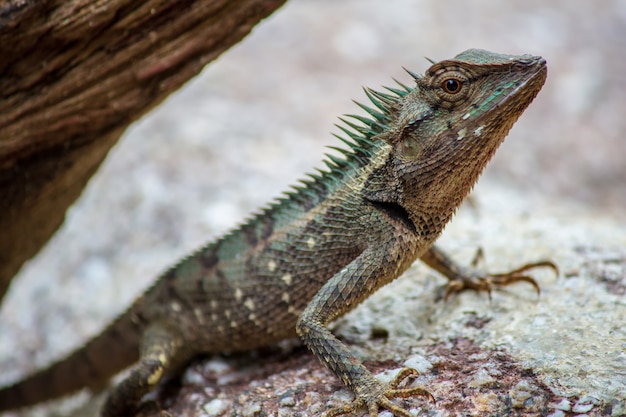 Lézards sur les rochers